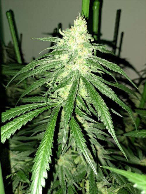 IN Liberty Haze & Biotabs. Week 16 - DAY55