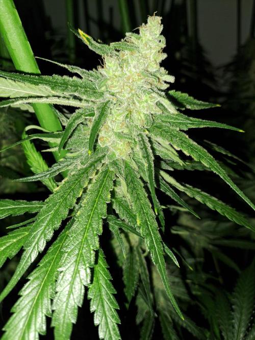 IN Liberty Haze & Biotabs. Week 16 - DAY55