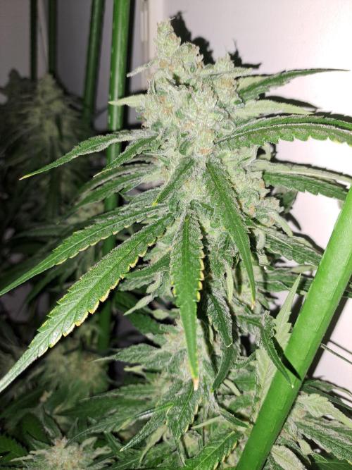 IN Liberty Haze & Biotabs. Week 16 - DAY55