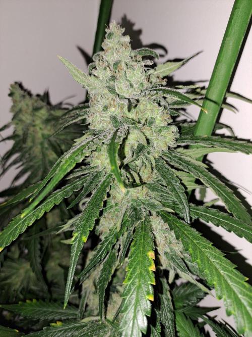 IN Liberty Haze & Biotabs. Week 16 - DAY55