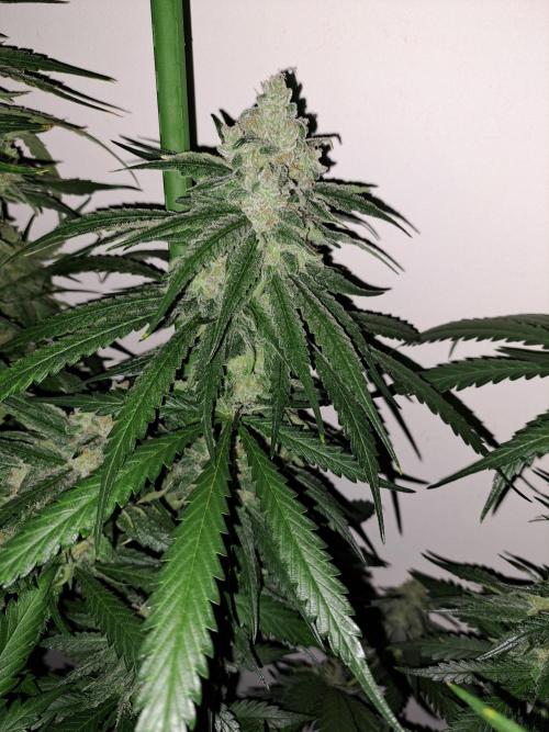 IN Liberty Haze & Biotabs. Week 16 - DAY55
