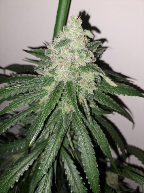 IN Liberty Haze & Biotabs. Week 16 - DAY55