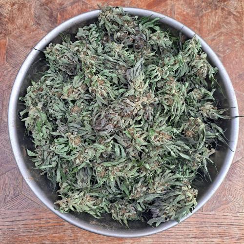 OUT/GH Liberty Haze & Cookies Gelato. Week 32 - After 2,5 weeks drying