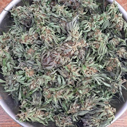 OUT/GH Liberty Haze & Cookies Gelato. Week 32 - After 2,5 weeks drying