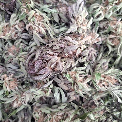 OUT/GH Liberty Haze & Cookies Gelato. Week 32 - After 2,5 weeks drying