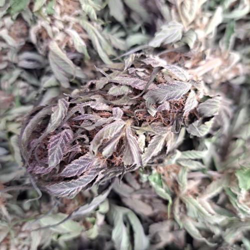 OUT/GH Liberty Haze & Cookies Gelato. Week 32 - After 2,5 weeks drying