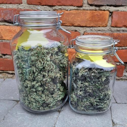 OUT/GH Liberty Haze & Cookies Gelato. Week 32 - Left : 1st harvest
Rights : 2nd harvest