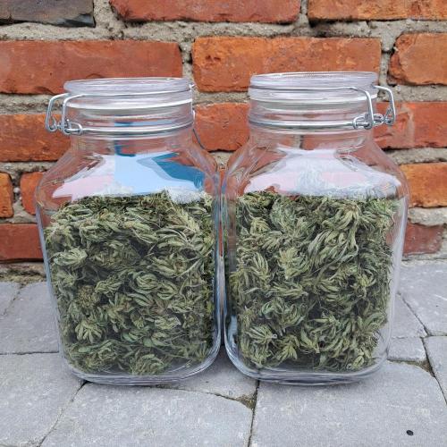 OUT/GH Liberty Haze & Cookies Gelato. Week 33