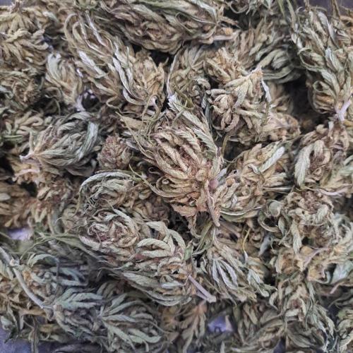 OUT/GH Liberty Haze & Cookies Gelato. Week 33