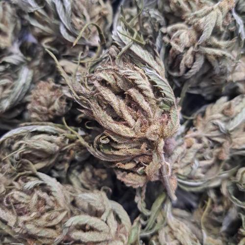 OUT/GH Liberty Haze & Cookies Gelato. Week 33