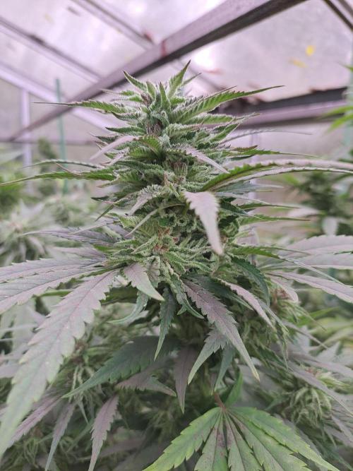 OUT/GH Liberty Haze & Cookies Gelato. Week 33