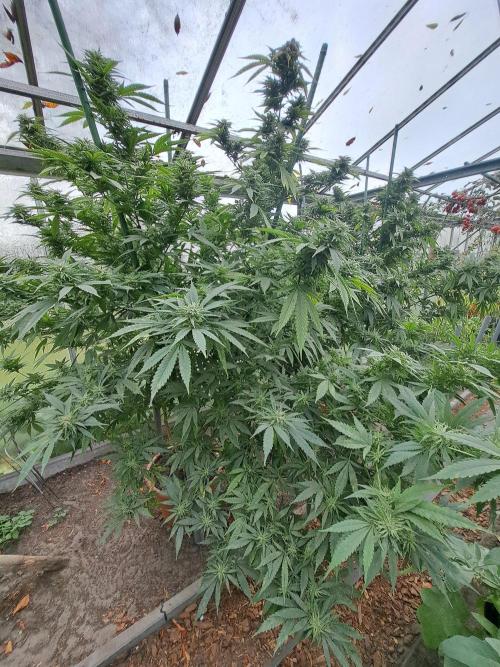 OUT/GH Liberty Haze & Cookies Gelato. Week 33