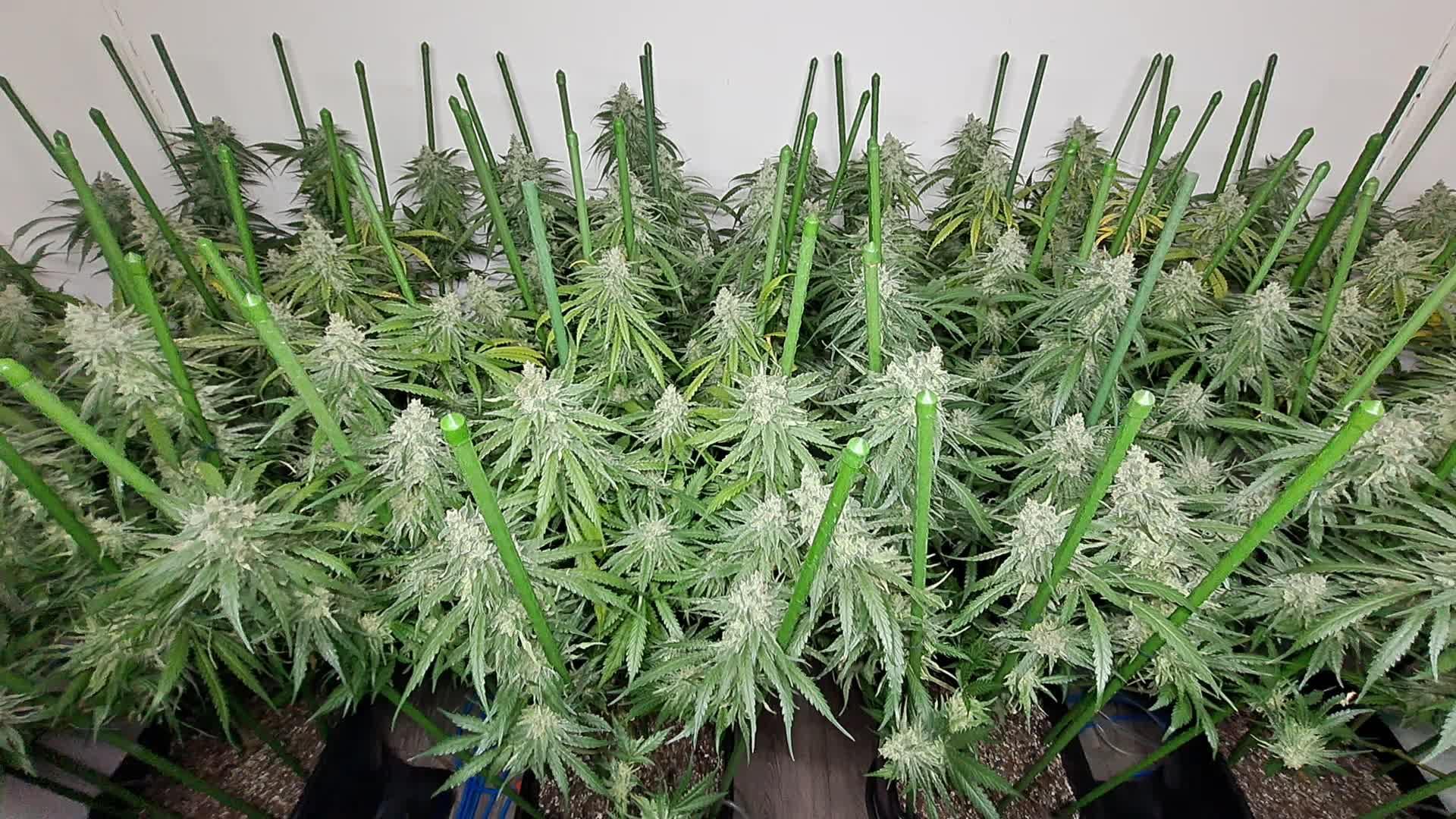 葉ページ IN Liberty Haze & Biotabs by Oyziphar - GrowDiaries