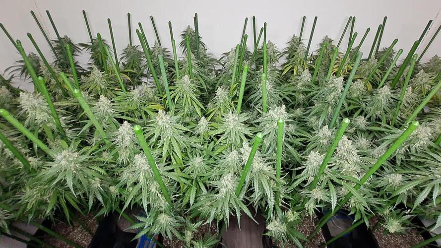 IN Liberty Haze & Biotabs