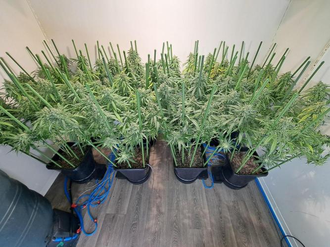 IN Liberty Haze & Biotabs. Week 17 - DAY63