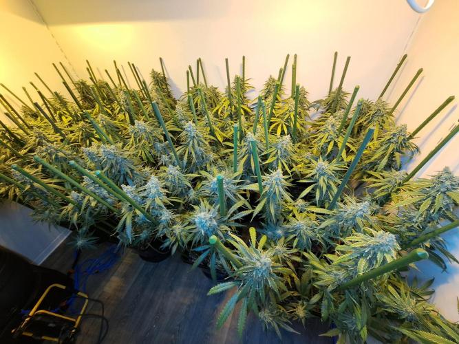 IN Liberty Haze & Biotabs. Week 17 - DAY63