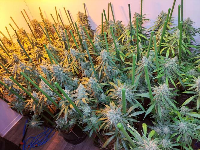 IN Liberty Haze & Biotabs. Week 17 - DAY63