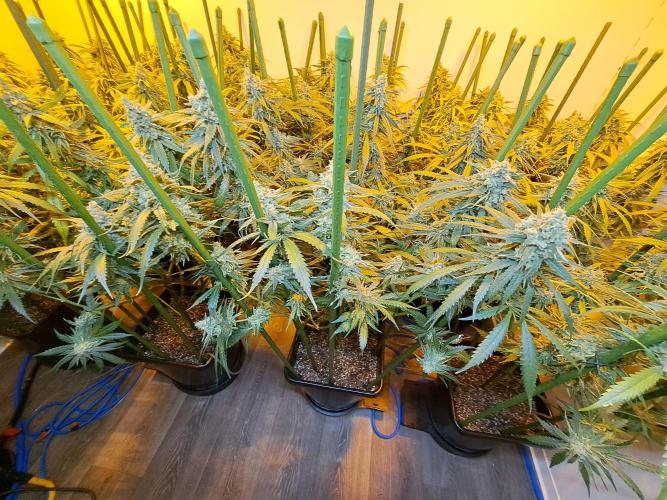 IN Liberty Haze & Biotabs. Week 17 - DAY63