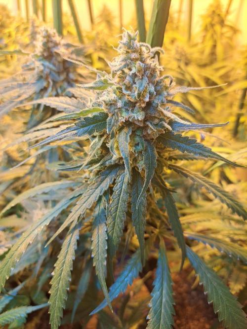 IN Liberty Haze & Biotabs. Week 17 - DAY63