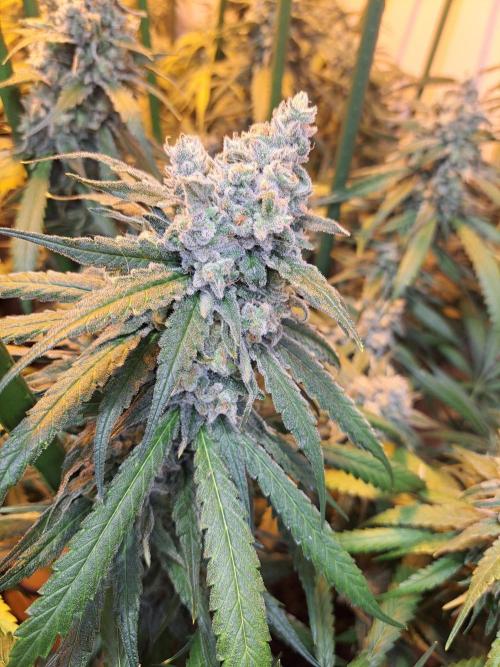 IN Liberty Haze & Biotabs. Week 17 - DAY63