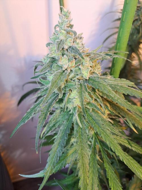 IN Liberty Haze & Biotabs. Week 17 - DAY63