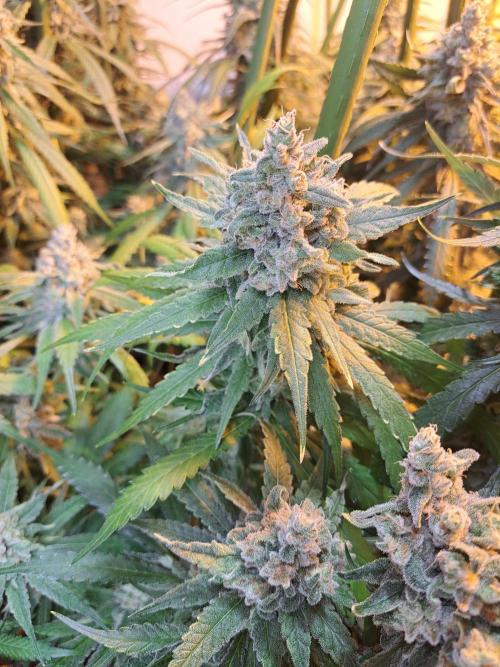 IN Liberty Haze & Biotabs. Week 17 - DAY63