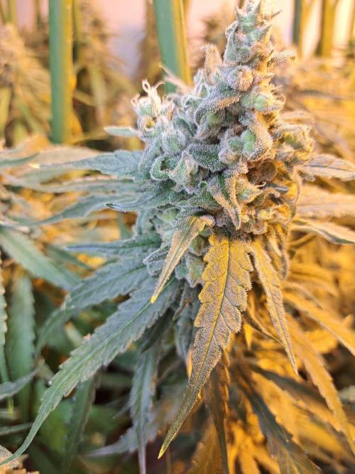 IN Liberty Haze & Biotabs. Week 17 - DAY63