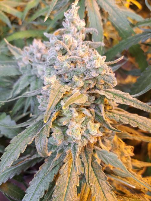 IN Liberty Haze & Biotabs. Week 17 - DAY63