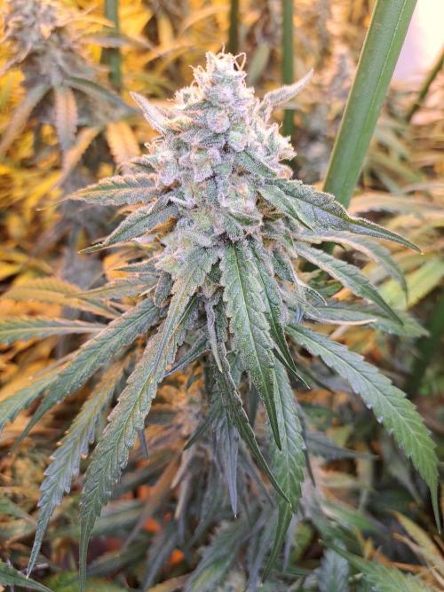 IN Liberty Haze & Biotabs. Week 17 - DAY63