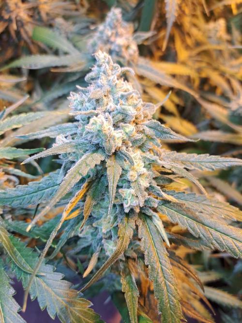 IN Liberty Haze & Biotabs. Week 17 - DAY63