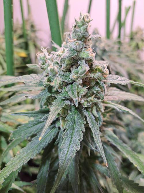 IN Liberty Haze & Biotabs. Week 17 - DAY63