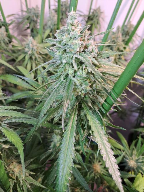 IN Liberty Haze & Biotabs. Week 17 - DAY63