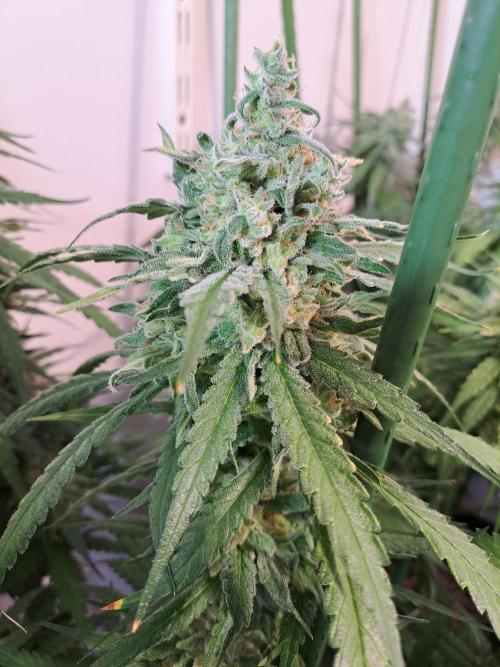 IN Liberty Haze & Biotabs. Week 17 - DAY63