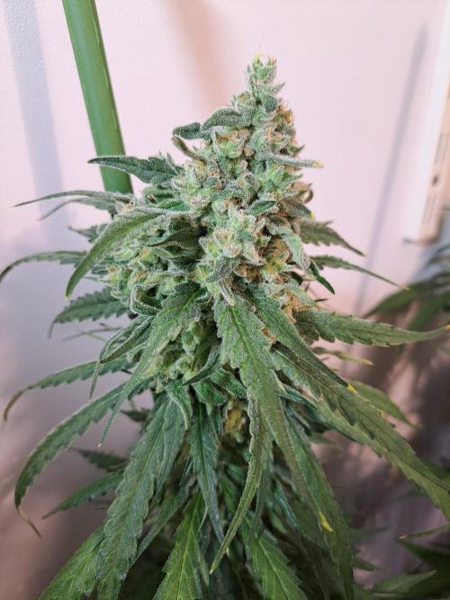 IN Liberty Haze & Biotabs. Week 17 - DAY63