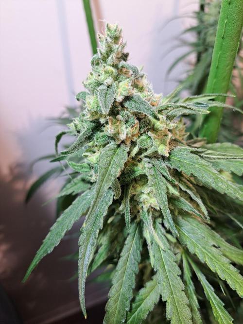 IN Liberty Haze & Biotabs. Week 17 - DAY63