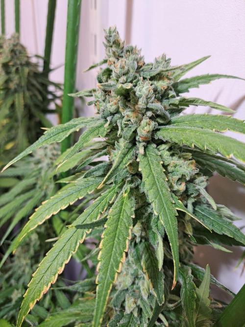 IN Liberty Haze & Biotabs. Week 17 - DAY63