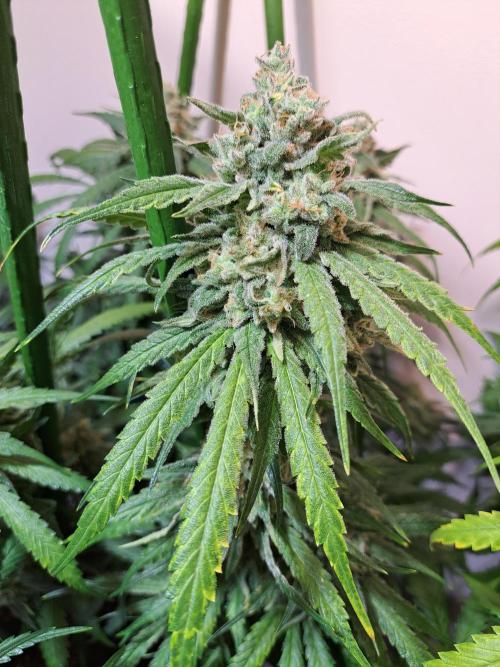 IN Liberty Haze & Biotabs. Week 17 - DAY63