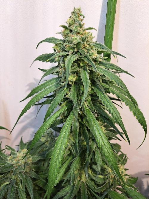 IN Liberty Haze & Biotabs. Week 17 - DAY63