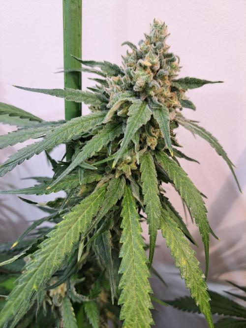 IN Liberty Haze & Biotabs. Week 17 - DAY63