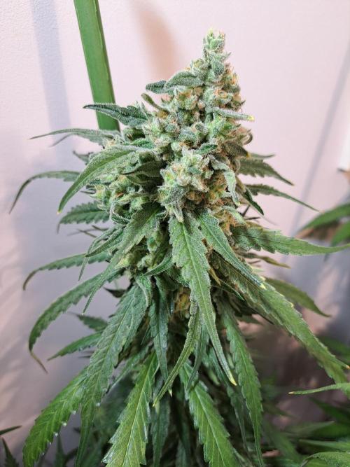 IN Liberty Haze & Biotabs. Week 17 - DAY63