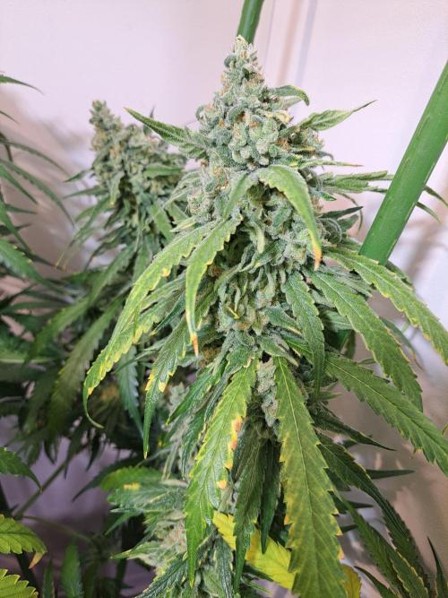 IN Liberty Haze & Biotabs. Week 17 - DAY63