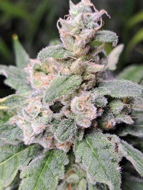 IN Liberty Haze & Biotabs. Week 17 - DAY63