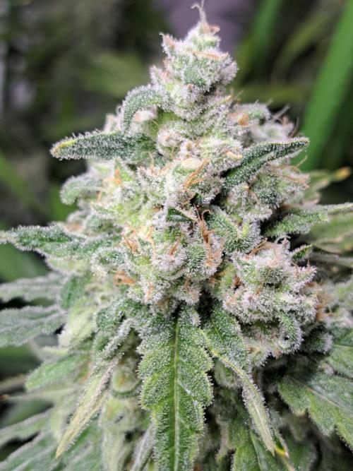 IN Liberty Haze & Biotabs. Week 17 - DAY63