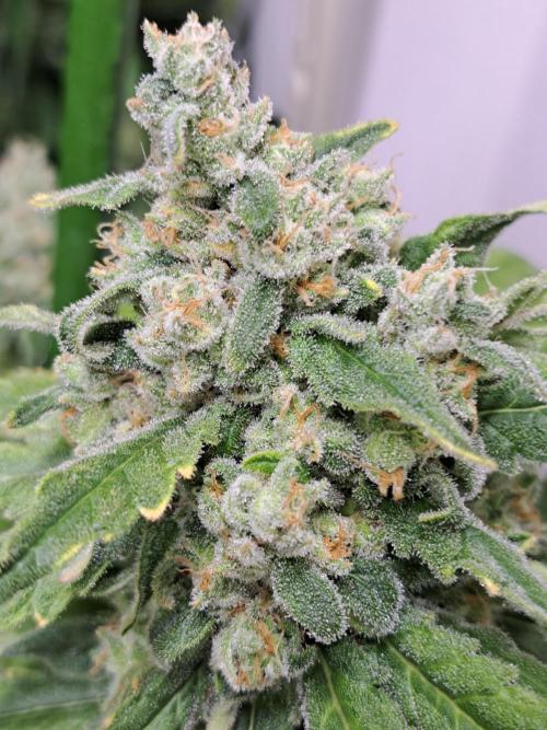 IN Liberty Haze & Biotabs. Week 17 - DAY63