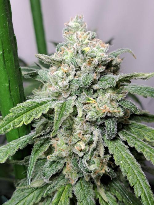 IN Liberty Haze & Biotabs. Week 17 - DAY63