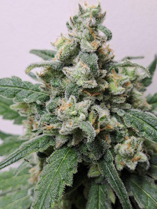 IN Liberty Haze & Biotabs. Week 17 - DAY63