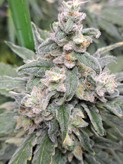 IN Liberty Haze & Biotabs. Week 17 - DAY63