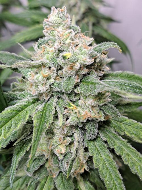 IN Liberty Haze & Biotabs. Week 17 - DAY63