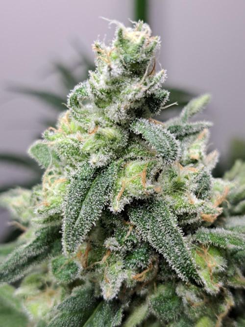 IN Liberty Haze & Biotabs. Week 17 - DAY63