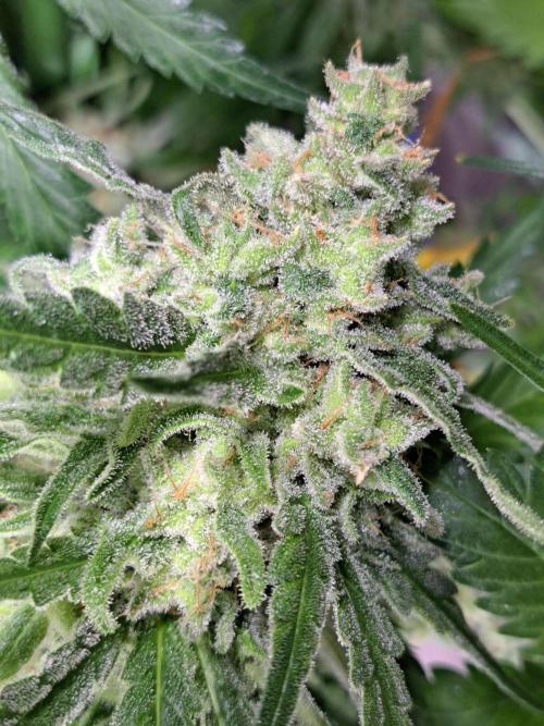 IN Liberty Haze & Biotabs. Week 17 - DAY63